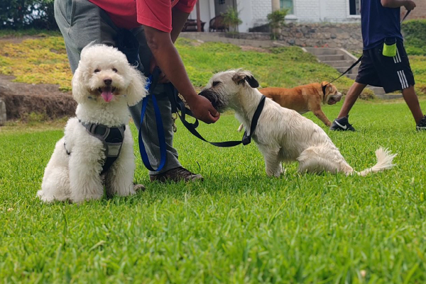 Entrenadora con perro
